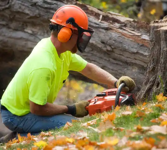 tree services East Nassau